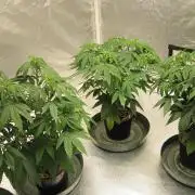 🍋 Lemon 🍊 Mandarin 😎 🤗 🤩