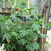 Gorilla Gelato - Ganja Seeds