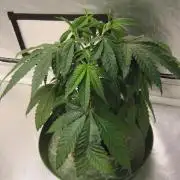 💪🔥⚡ Hulk OG - by IZI