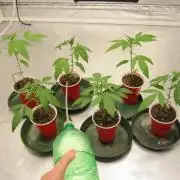 Mimosa - Breakfast, Wake-and-Bake