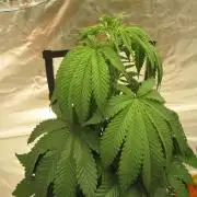 Gelatdos Jabb... My crossing.