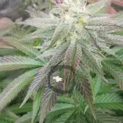 🍋 Lemon 🍊 Mandarin 😎 🤗 🤩