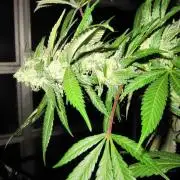 Gorilla Gelato - Ganja Seeds
