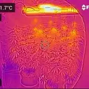 Gelatdos Jabb... My crossing.