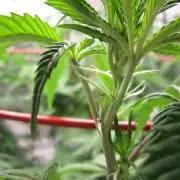 Gelatdos Jabb... My crossing.