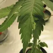 Kush Mints - Minty Flavor Hunt