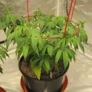 Gelatdos Jabb... My crossing.