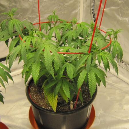 Gelatdos Jabb... My crossing.