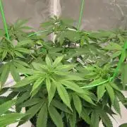 🍋 Lemon 🍊 Mandarin 😎 🤗 🤩