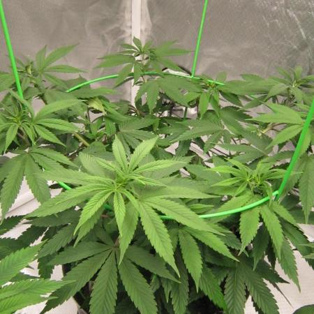 🍋 Lemon 🍊 Mandarin 😎 🤗 🤩