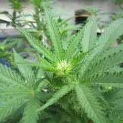 M.A.C.-Sensible Seeds-Premium Selection