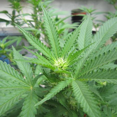 M.A.C.-Sensible Seeds-Premium Selection