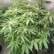 💪🔥⚡ Hulk OG - by IZI