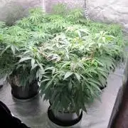 🍋 Lemon 🍊 Mandarin 😎 🤗 🤩