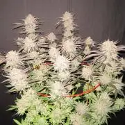 💪🔥⚡ Hulk OG - by IZI