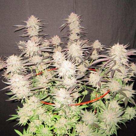 💪🔥⚡ Hulk OG - by IZI