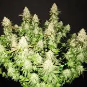 🍋 Lemon 🍊 Mandarin 😎 🤗 🤩