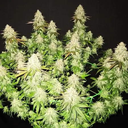 🍋 Lemon 🍊 Mandarin 😎 🤗 🤩