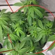 💪🔥⚡ Hulk OG - by IZI