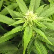 🍋 Lemon 🍊 Mandarin 😎 🤗 🤩