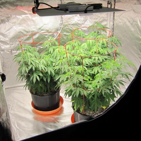 Gelatdos Jabb... My crossing.