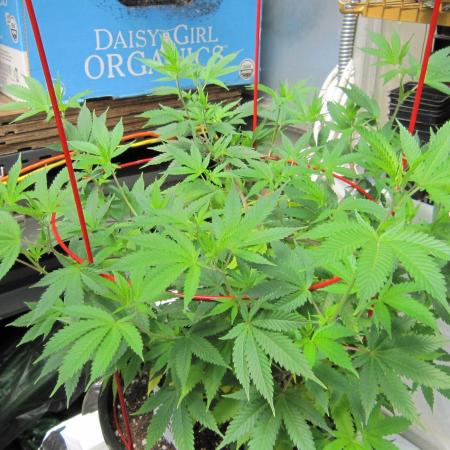 M.A.C.-Sensible Seeds-Premium Selection
