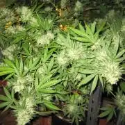M.A.C.-Sensible Seeds-Premium Selection