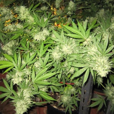 M.A.C.-Sensible Seeds-Premium Selection