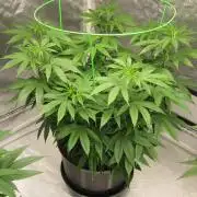 🍋 Lemon 🍊 Mandarin 😎 🤗 🤩