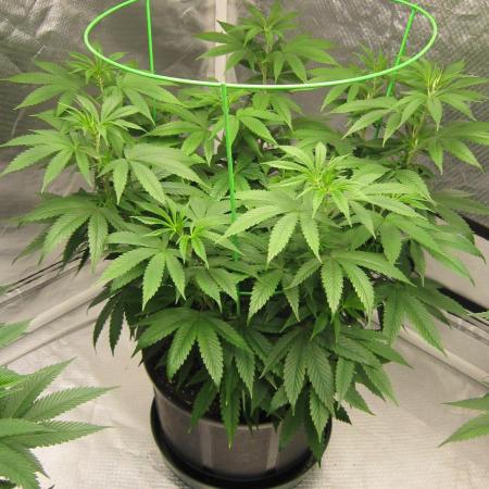 🍋 Lemon 🍊 Mandarin 😎 🤗 🤩