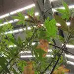 Best Clones... Showing off my...