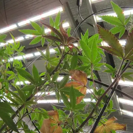 Best Clones... Showing off my...