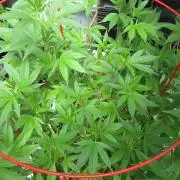 M.A.C.-Sensible Seeds-Premium Selection