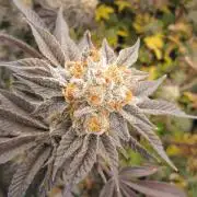 Best Clones... Showing off my...