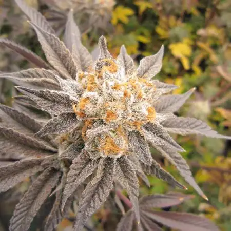 Best Clones... Showing off my...