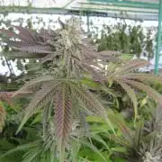 Runtz Mintz Cream by SnowShoe Joe