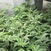 Best Clones... Showing off my...