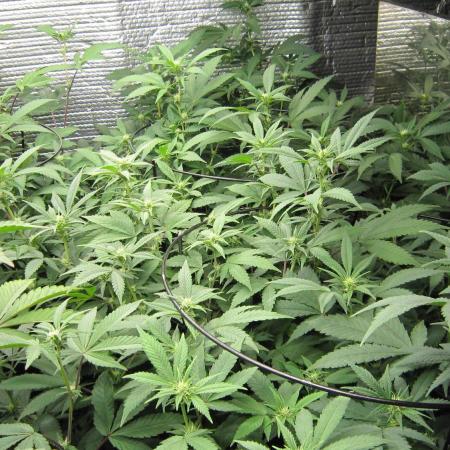 Best Clones... Showing off my...