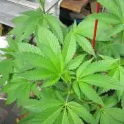 Gorilla Gelato - Ganja Seeds