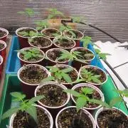 Runtz Mintz Cream by SnowShoe Joe