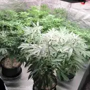 💪🔥⚡ Hulk OG - by IZI