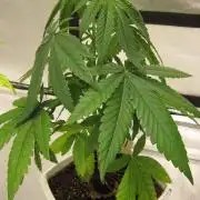 Mimosa - Breakfast, Wake-and-Bake