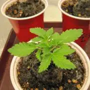 🦍Gorilla👩🏻‍🍳Cookies by Seed Stockers