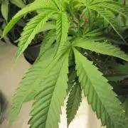 💪🔥⚡ Hulk OG - by IZI