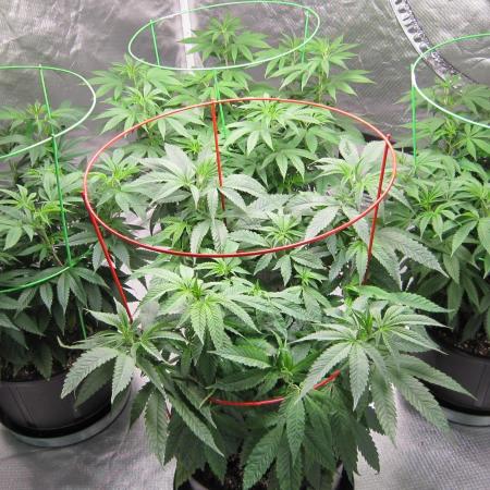 💪🔥⚡ Hulk OG - by IZI