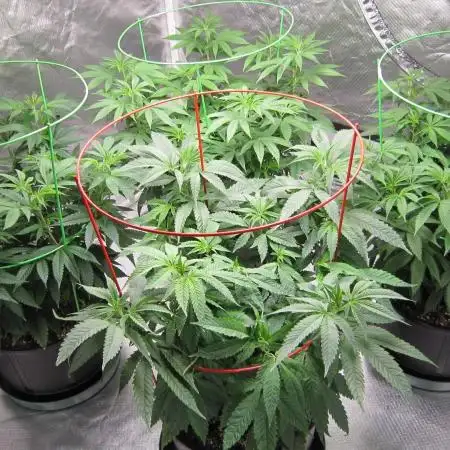 💪🔥⚡ Hulk OG - by IZI