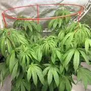 Gelatdos Jabb... My crossing.