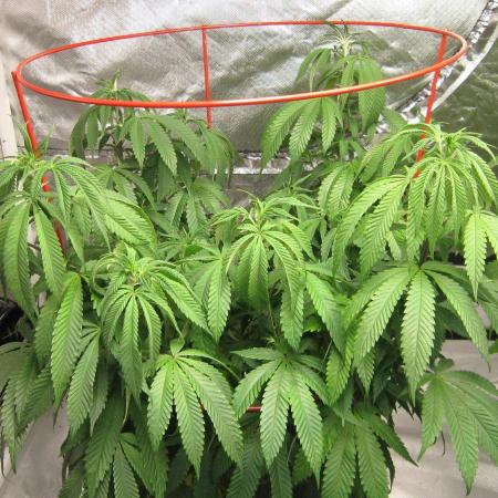 Gelatdos Jabb... My crossing.