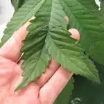 💪🔥⚡ Hulk OG - by IZI