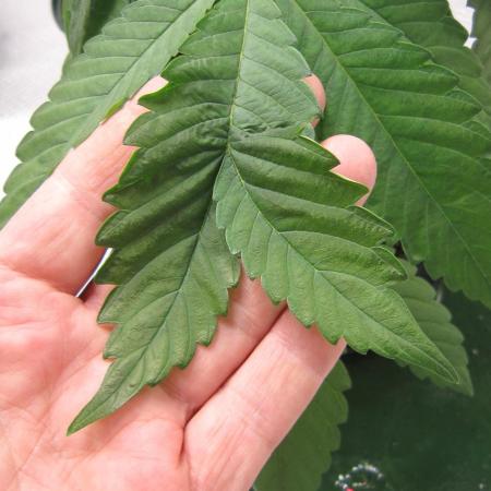 💪🔥⚡ Hulk OG - by IZI